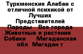 Туркменские Алабаи с отличной психикой от Лучших Представителей Породы - Все города Животные и растения » Собаки   . Магаданская обл.,Магадан г.